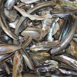 Abalone Rims Paua
