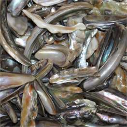 Abalone Rims Paua