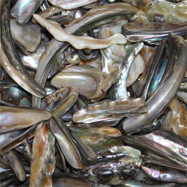 Abalone Rims Paua